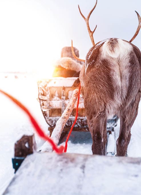 Reindeer sleigh ridewith sunset   Finland