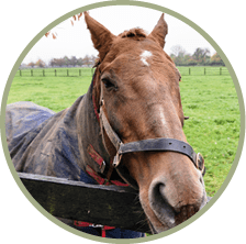 KFGTEW Former racehorse, Rite of Passage, at the Irish National Stud 